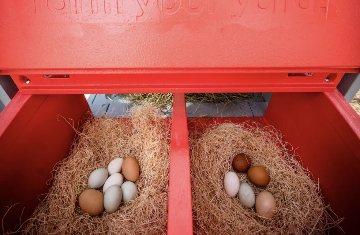 Coop with nesting box with eggs