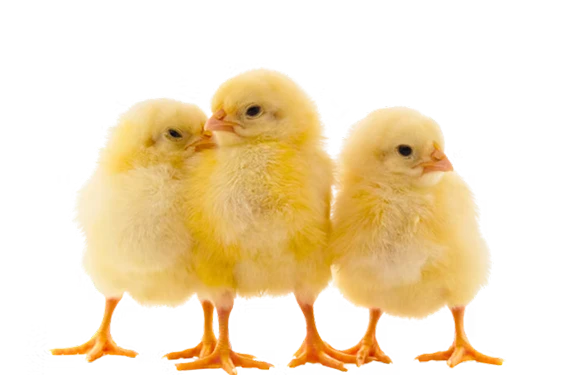 Baby chicks promotional image