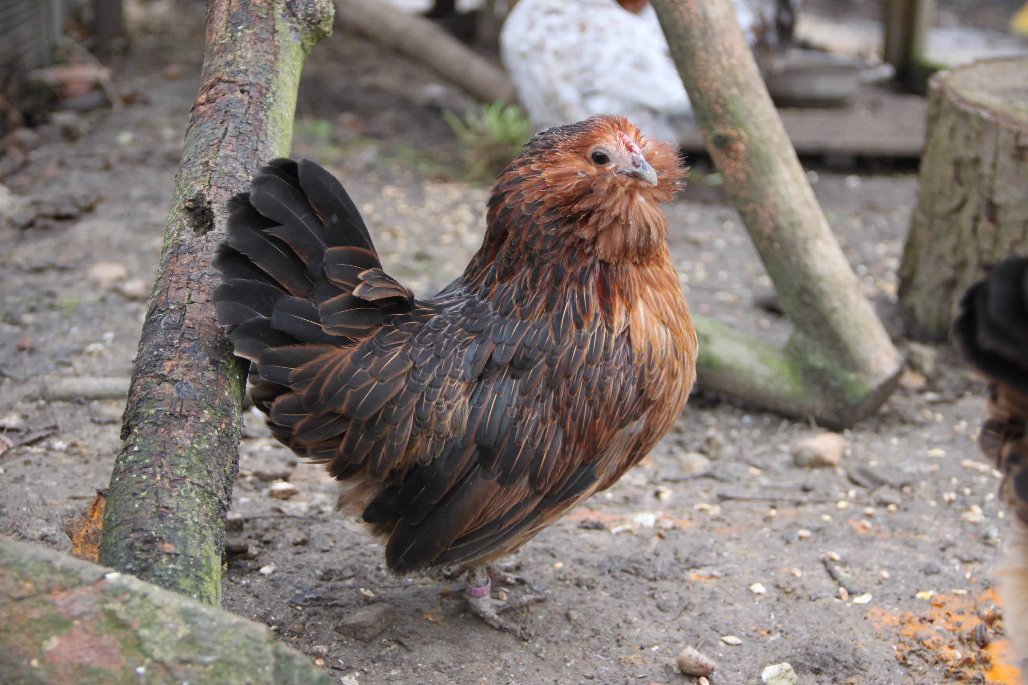 Belgian Bearded d’Anver