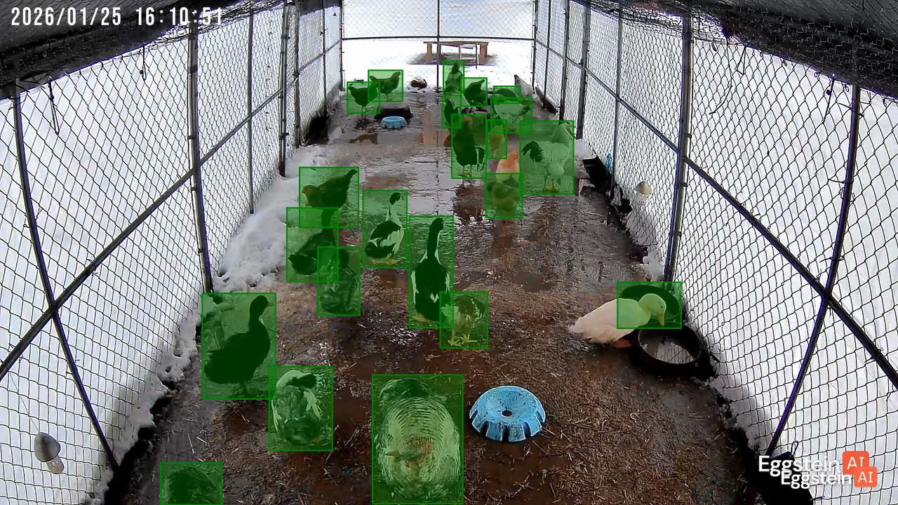 Meet the flock - Sarah B. shared a Coop Moment