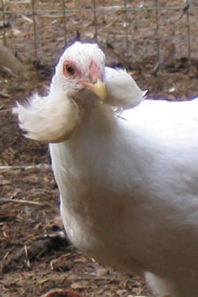 Araucana