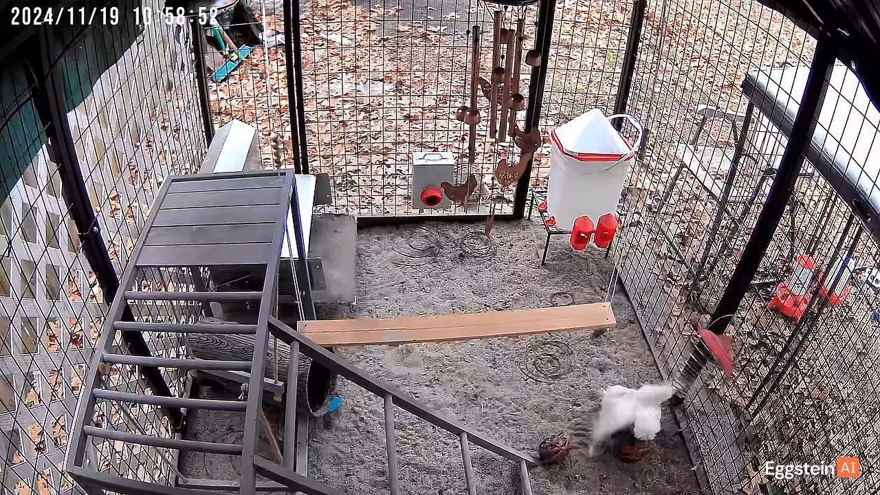 Not today, bird of prey! - LDW shared a Coop Moment