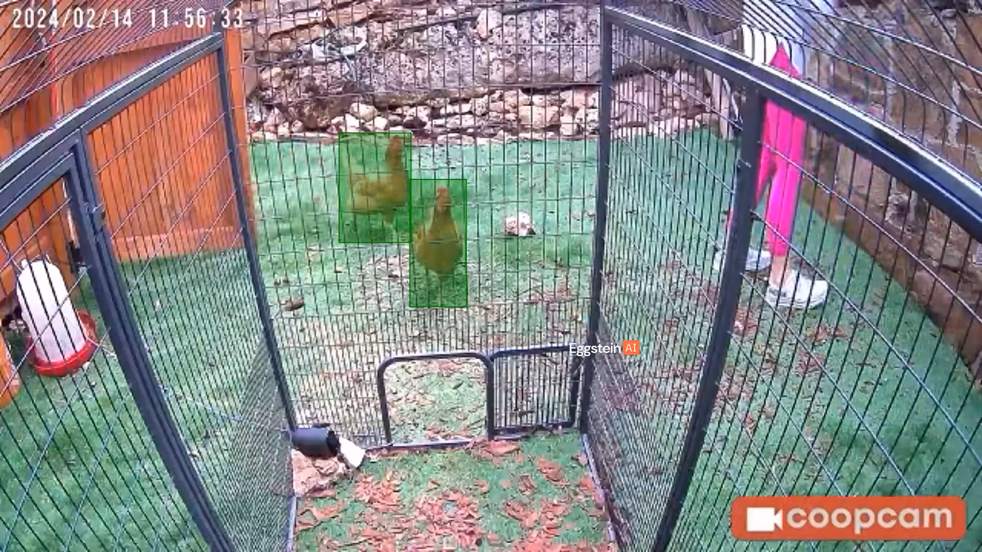 Coop Moment by Jordan 🐔.