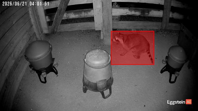 Thankfully my chickens are locked up tight - Maddie shared a Coop Moment