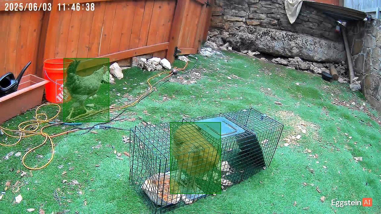 Chicken detected - "Motion" alert shared by @ryan