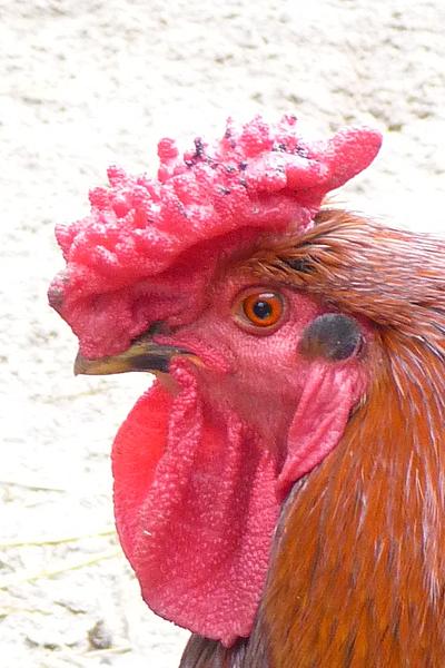 Redcap