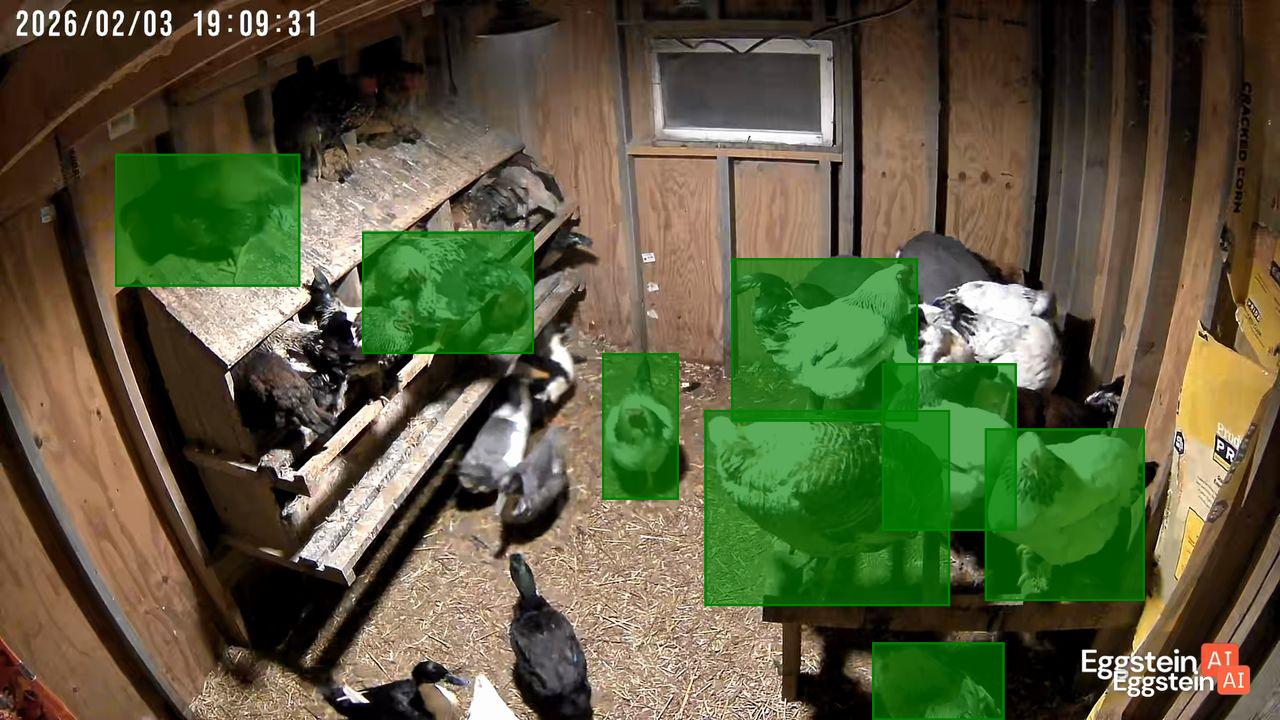 Night Night - Sarah B. shared a Coop Moment