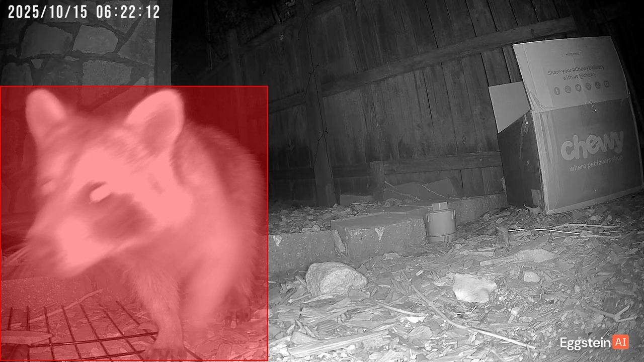 Raccoon detected - "Predator" alert shared by @ryan-testaccount