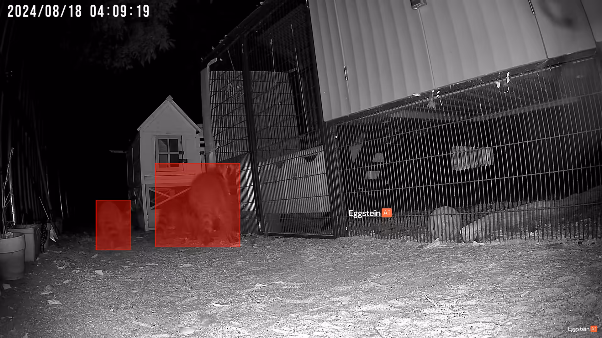 🦝 - @camalyscope shared a Coop Moment
