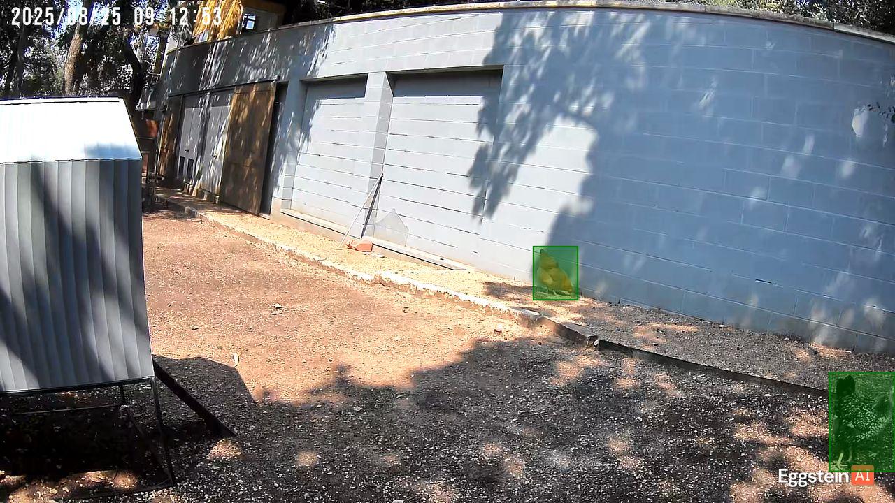 Chicken detected - "Motion" alert shared by @coopteamajforsythe