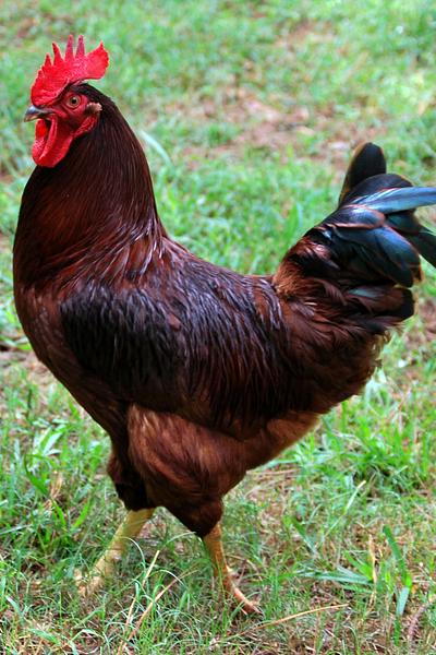 Rhode Island Red