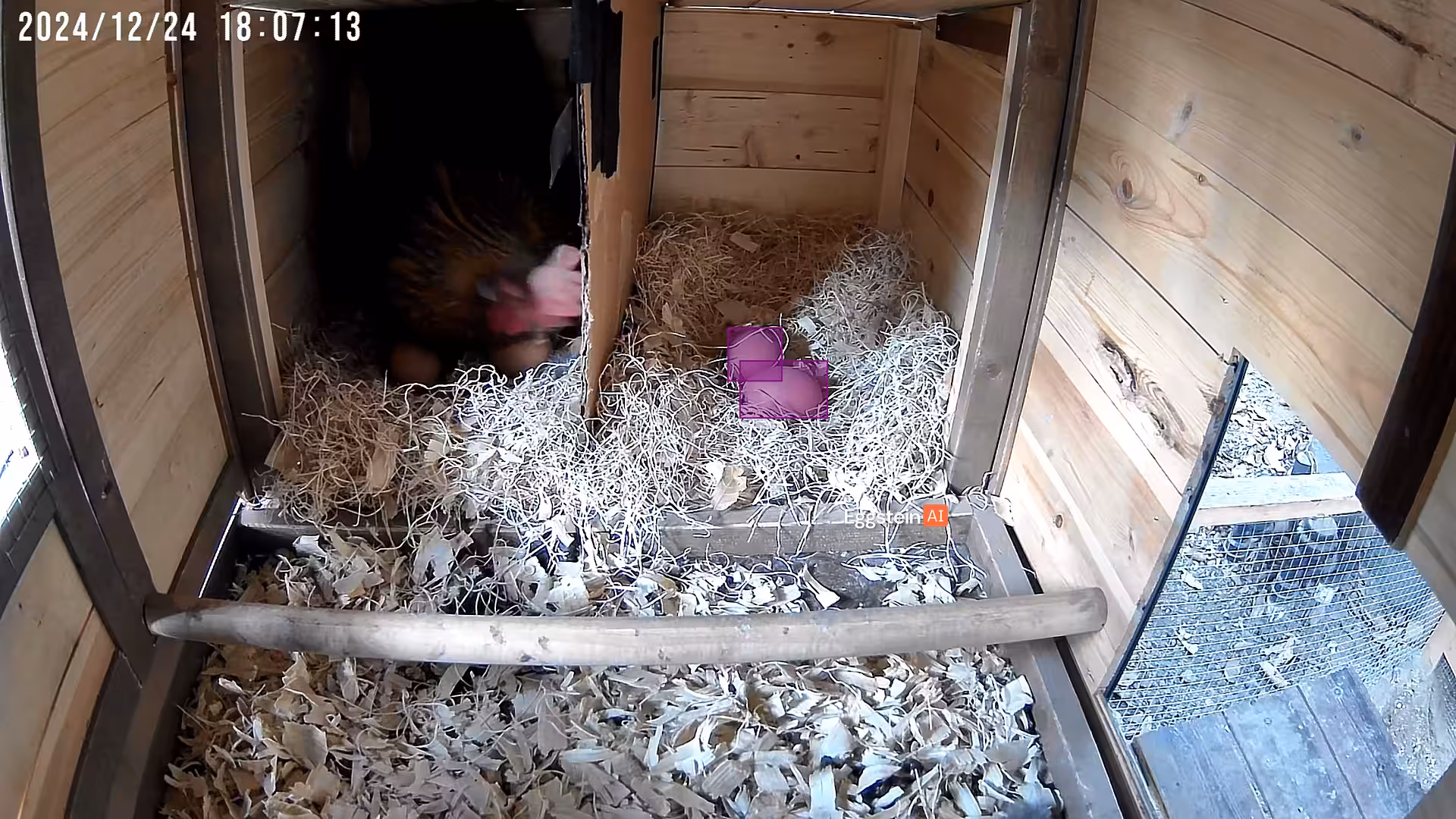 This is my chicken Stacky putting her egg out of the way - @aedan-arkapaw shared a Coop Moment