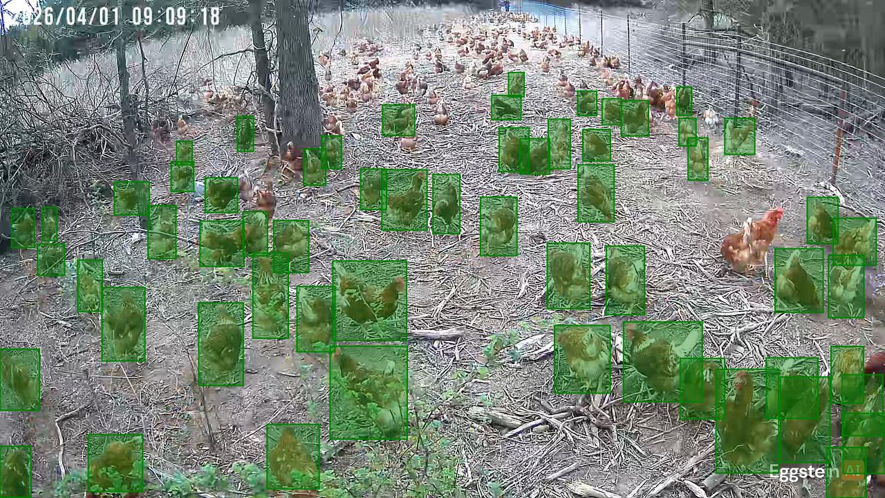 Chicken detected - "Motion" alert shared by @coopteamajforsythe