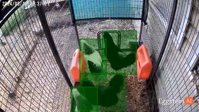 They see me coming to let them out… - @chris-kira shared a Coop Moment