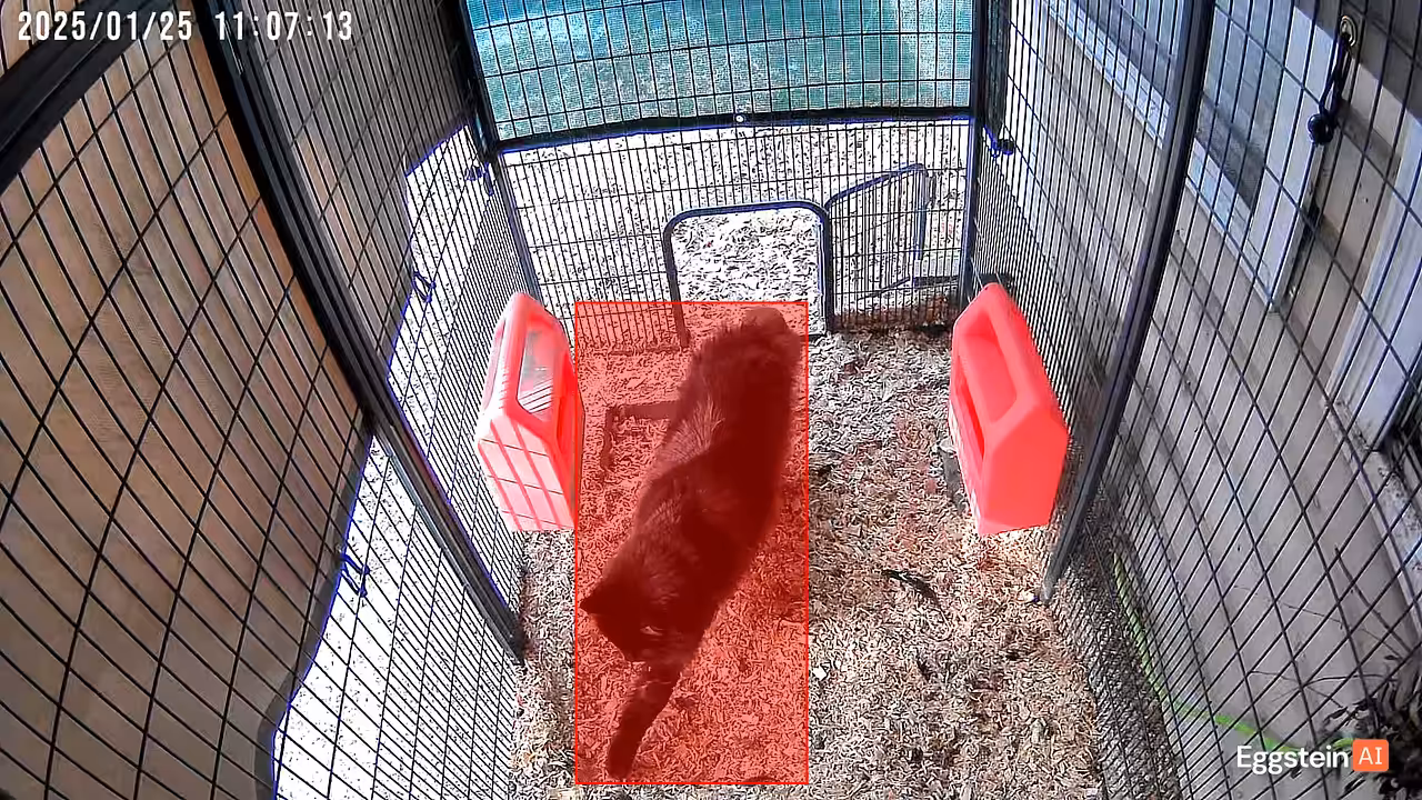 Ninja finally gets to inspect the coop - @chris-kira shared a Coop Moment