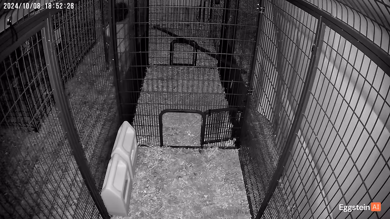 Apparently my son is a canine - @homesteading shared a Coop Moment