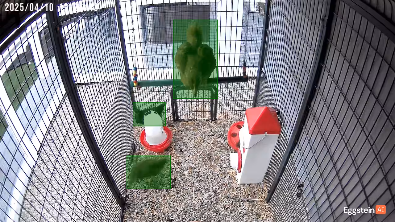 Our birds in the coop trying out there new swing! - @bennycluck shared a Coop Moment