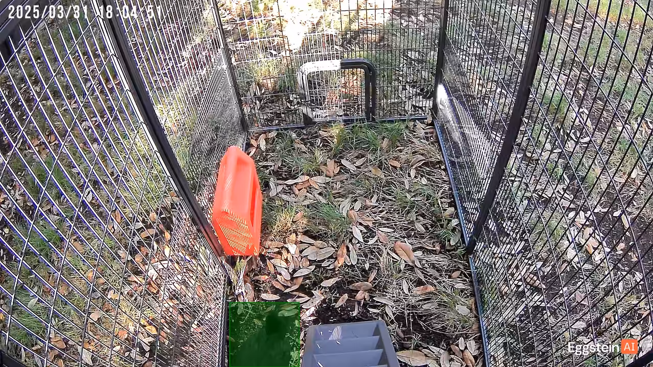 First Chicken Out the Coop - @joshuabaer shared a Coop Moment