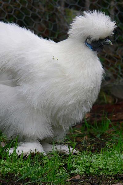 Silkie