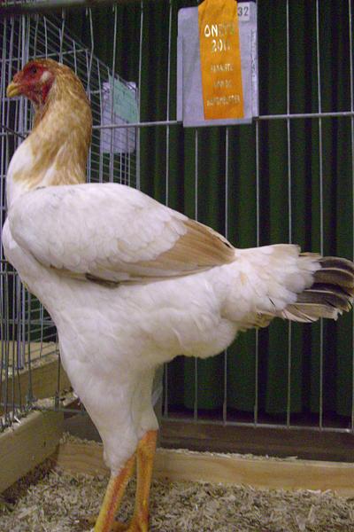 Malay