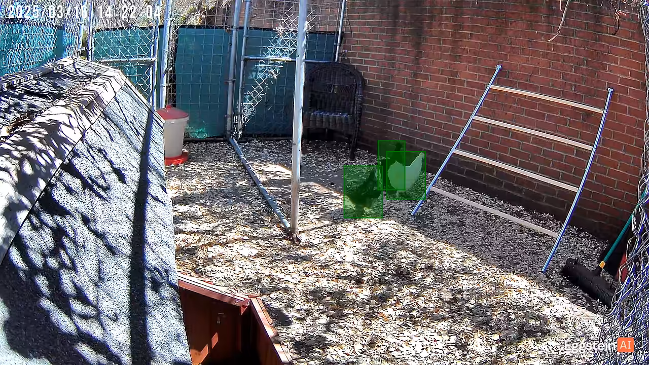 Trying to get my chickens to go on the ladder! - @silkiefluffy shared a Coop Moment