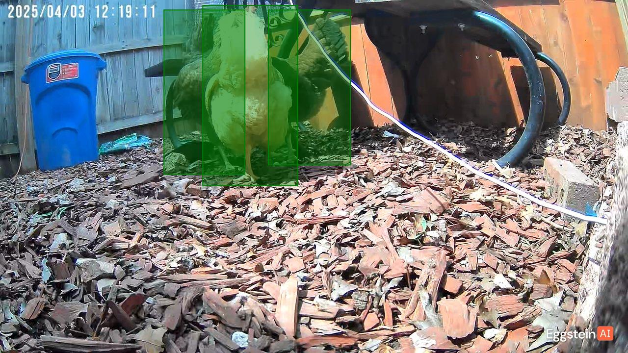 Chicken detected - "Motion" alert shared by @ryan