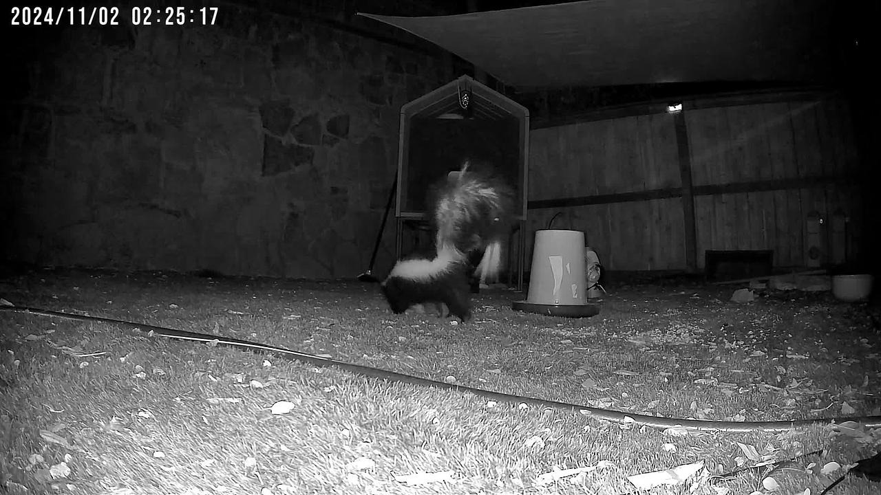 Skunk detected - "Predator" alert shared by @ryan