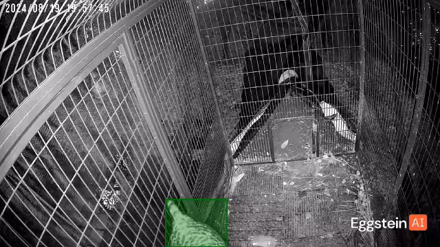 chickens mistaken for racoon