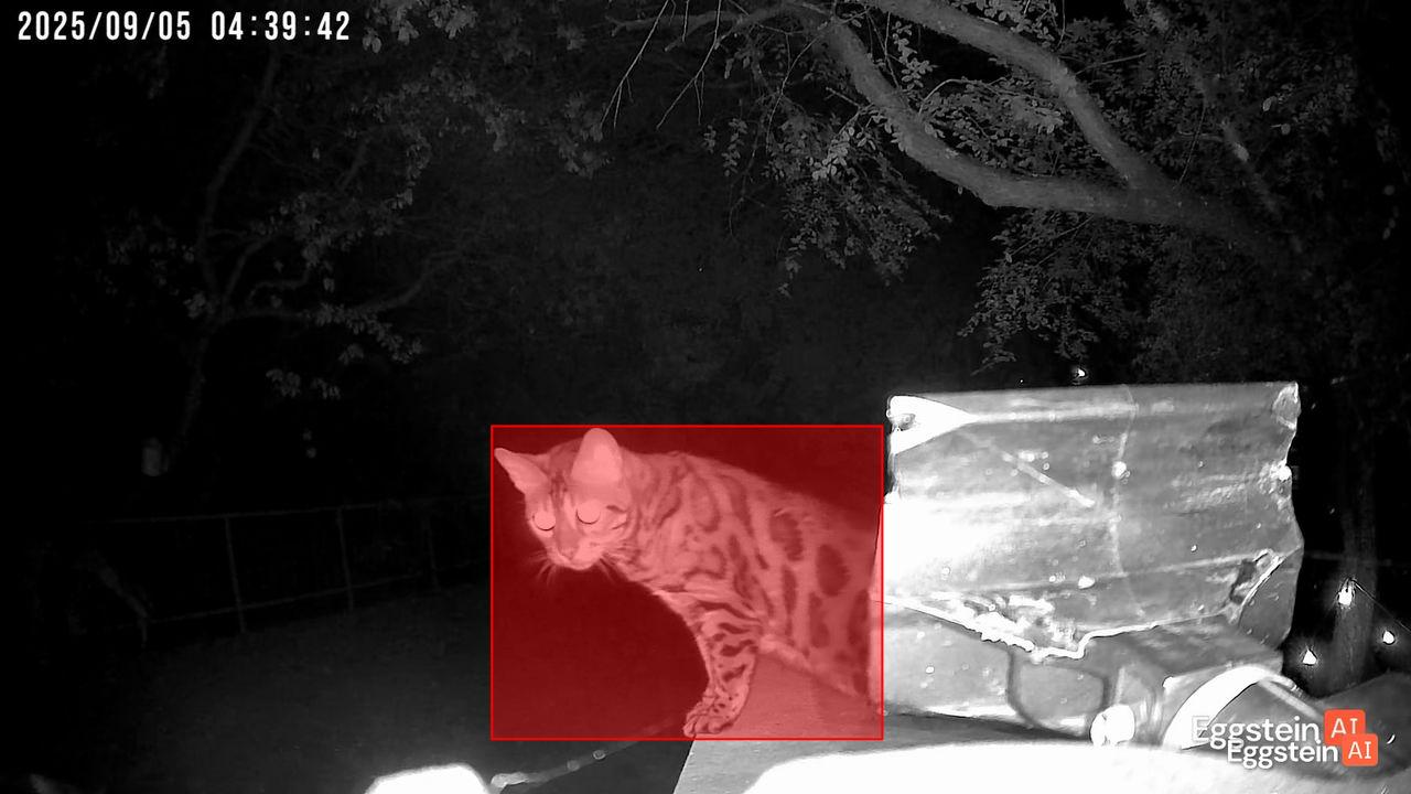 Is this a baby leopard?! - @coopteamajforsythe shared a Coop Moment
