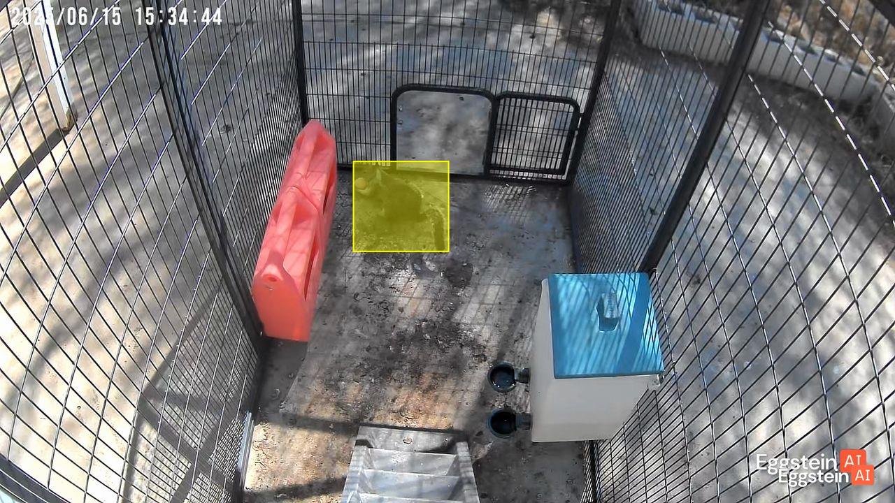 Squirrels stealing eggs - @janbyjade shared a Coop Moment