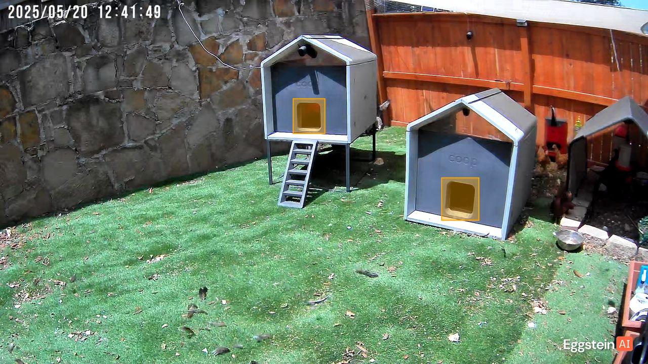Chicken detected - "Motion" alert shared by @ryan