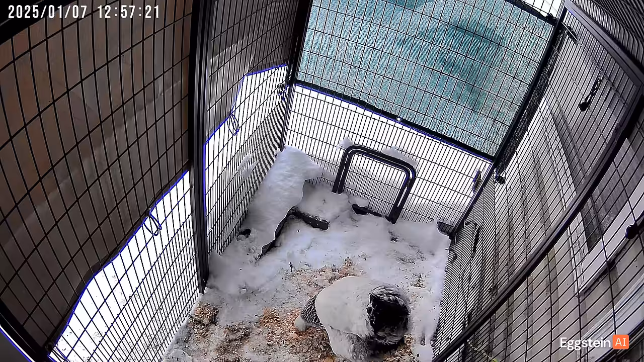 Snow chicken - @chris-kira shared a Coop Moment