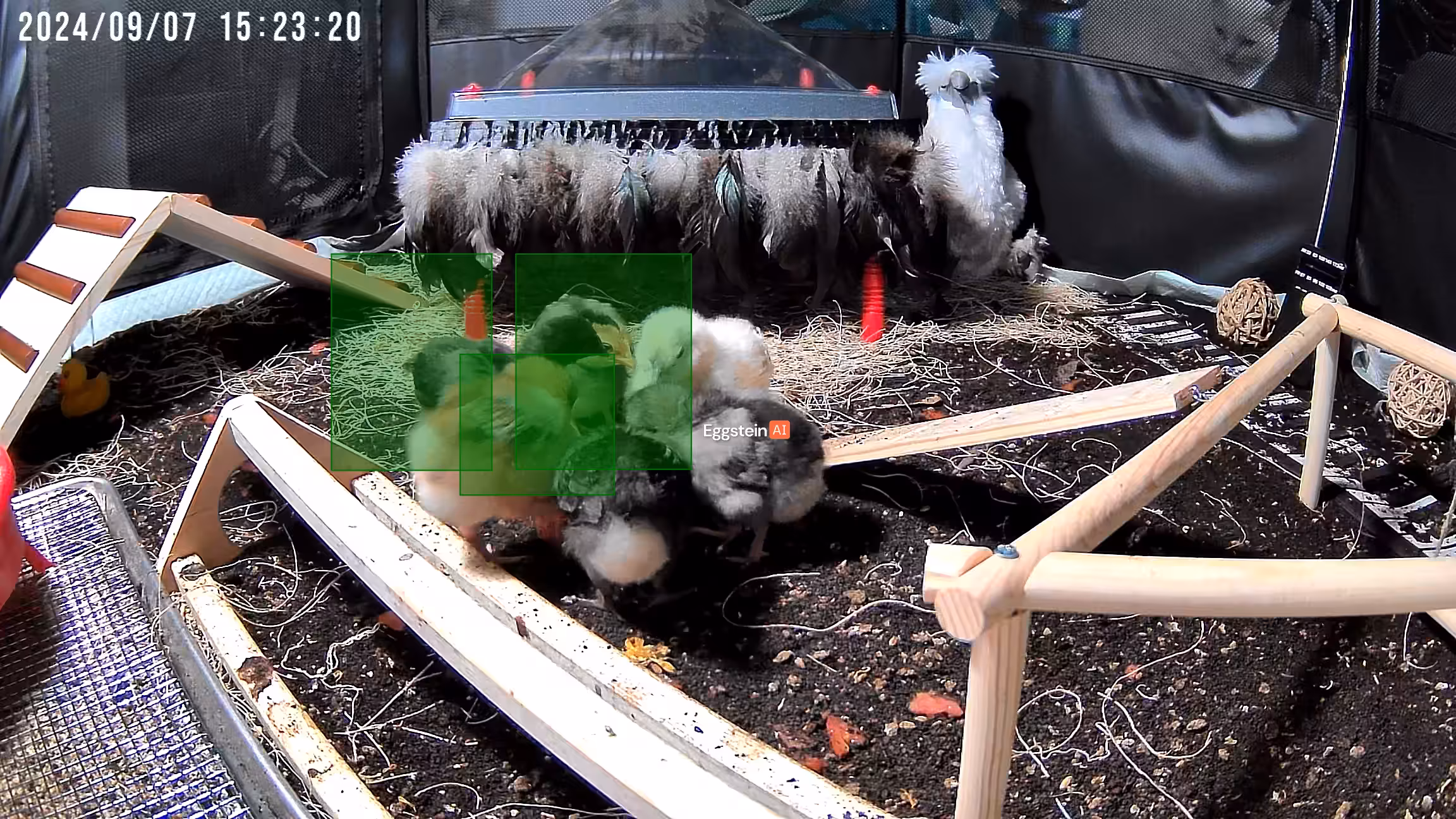 Found a new treat for the chicks! - LDW shared a Coop Moment