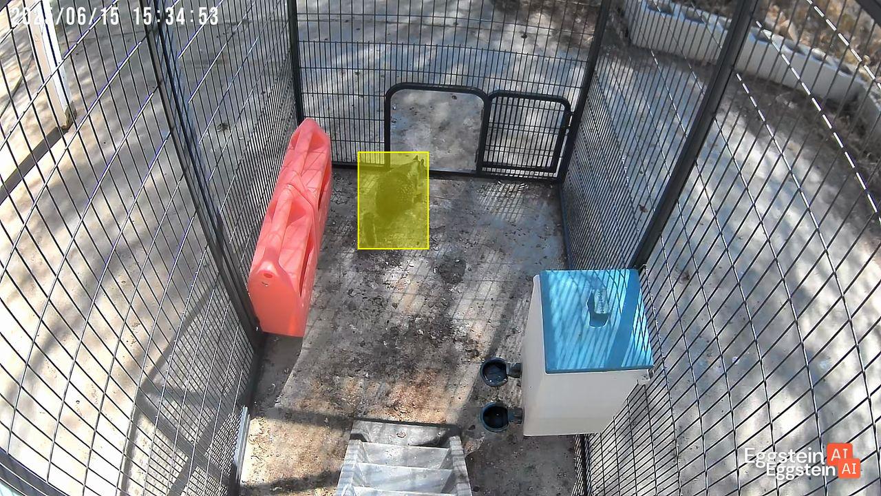 Squirrels stealing eggs - @janbyjade shared a Coop Moment