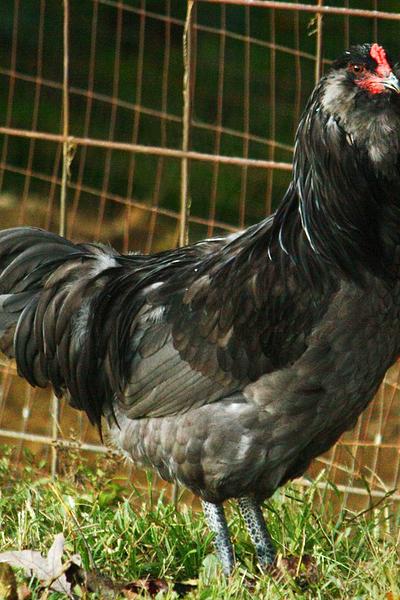Ameraucana