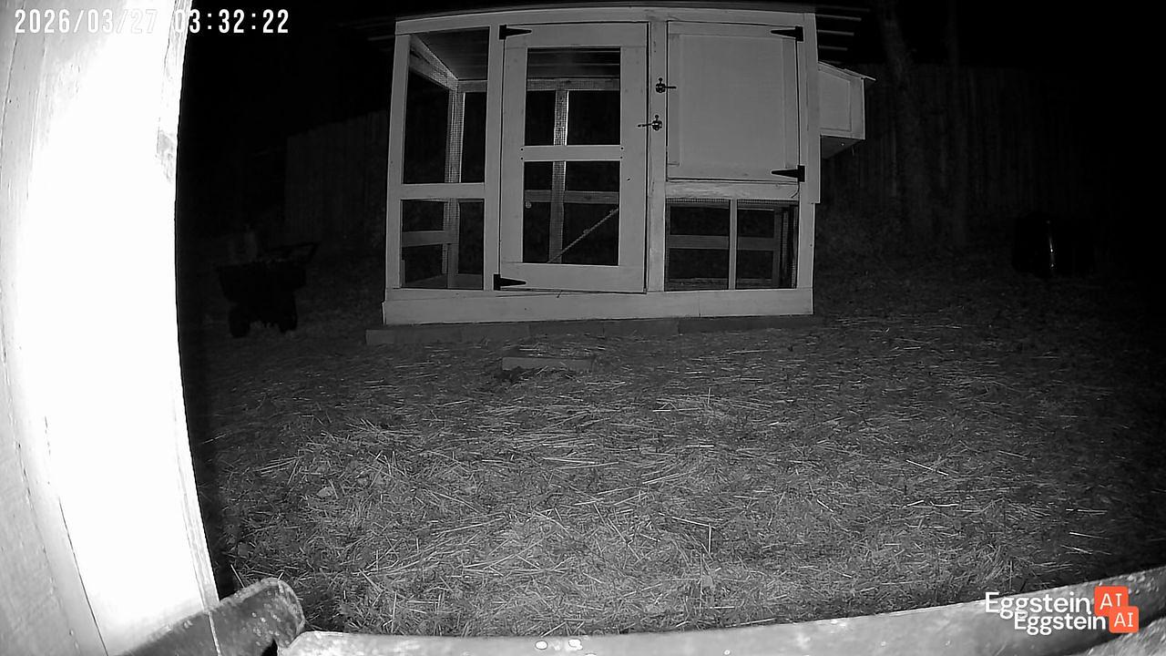 Raccoon - Elizabeth W. shared a Coop Moment