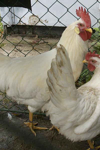 Leghorn