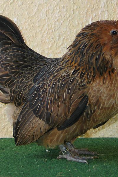 Belgian Bearded d’Anver