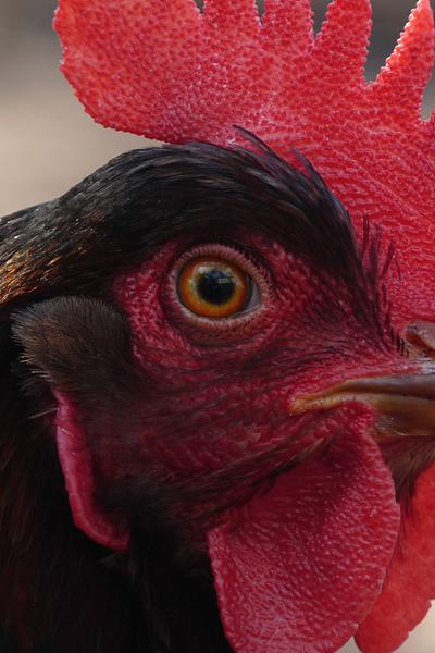 Barnevelders