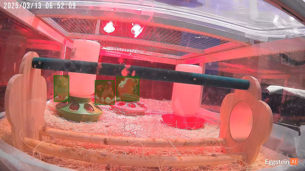 Say good morning to the chickens! - @bennycluck shared a Coop Moment