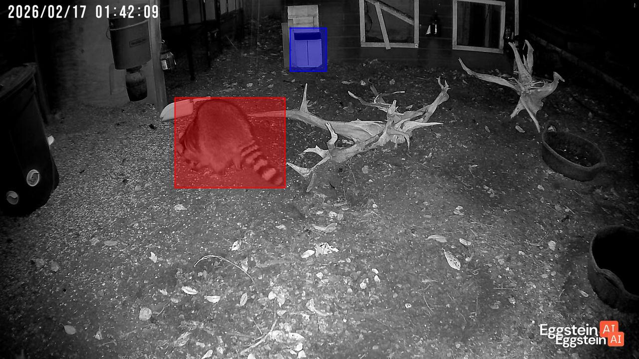 Dang it! My first raccoon of the season! - @coopteamajforsythe shared a Coop Moment