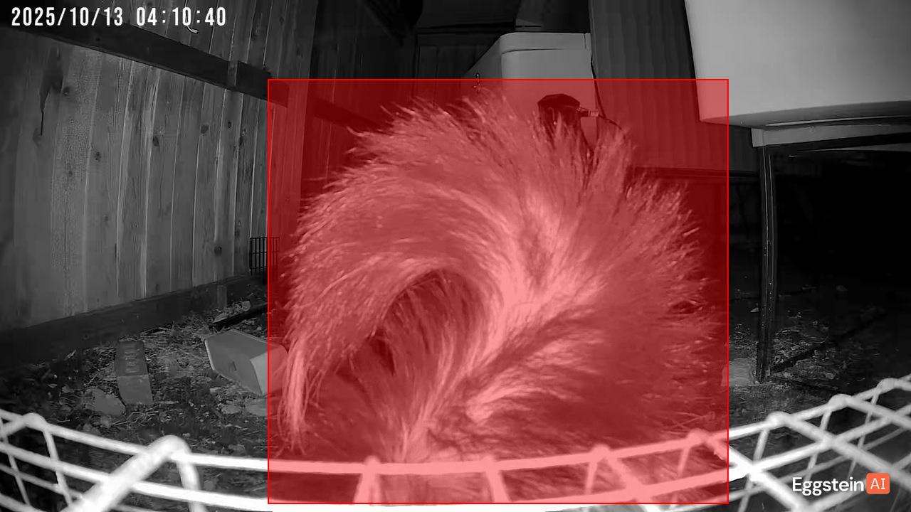 Skunk detected - "Predator" alert shared by Jordan 🐔.