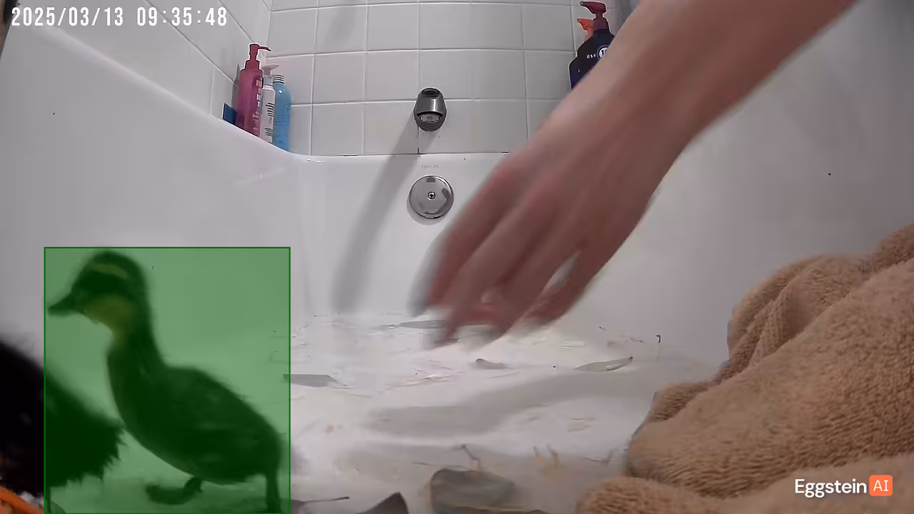 Welcome to duck bath cam!!! - @sunniesilkies shared a Coop Moment