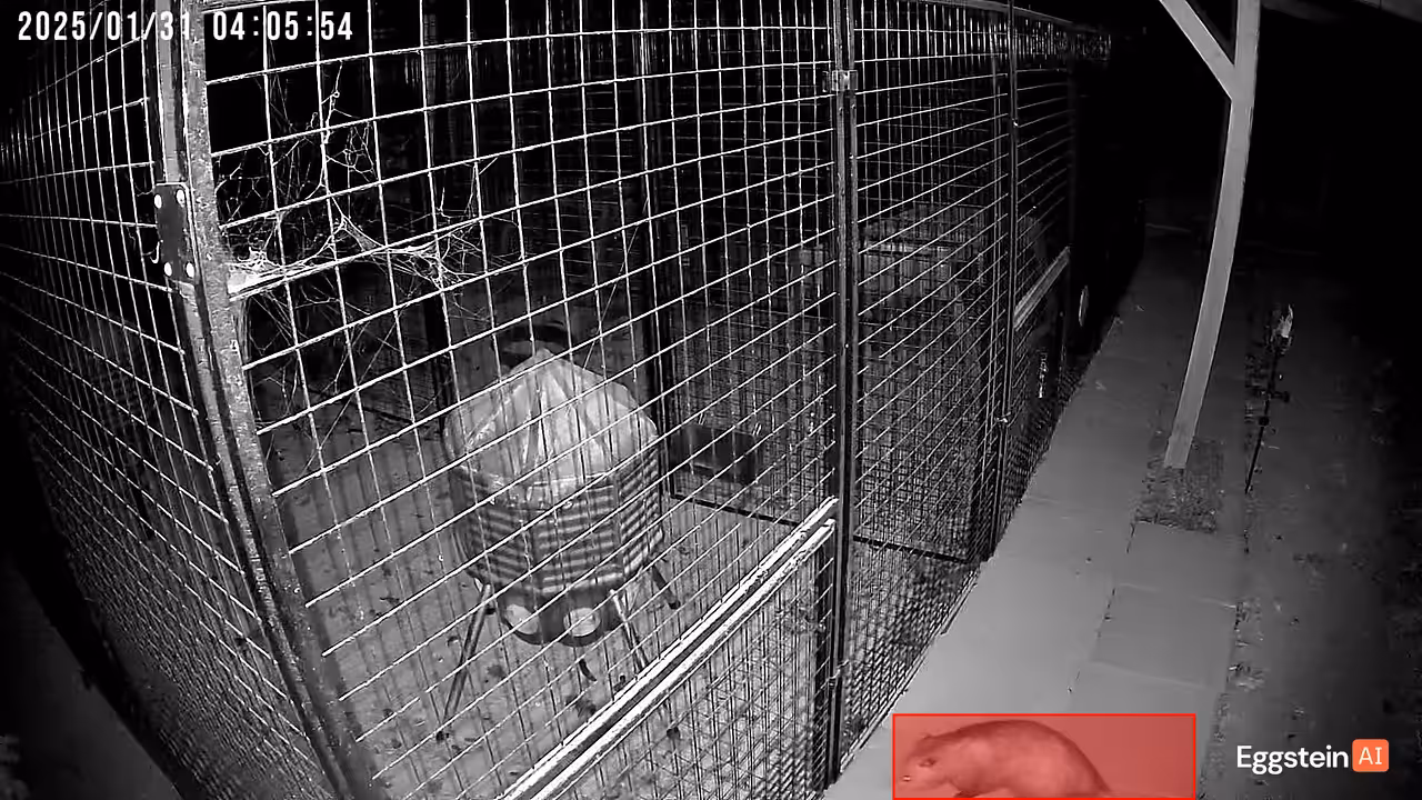 Visitor last night. - Stephanie L. shared a Coop Moment