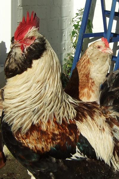Favorelles