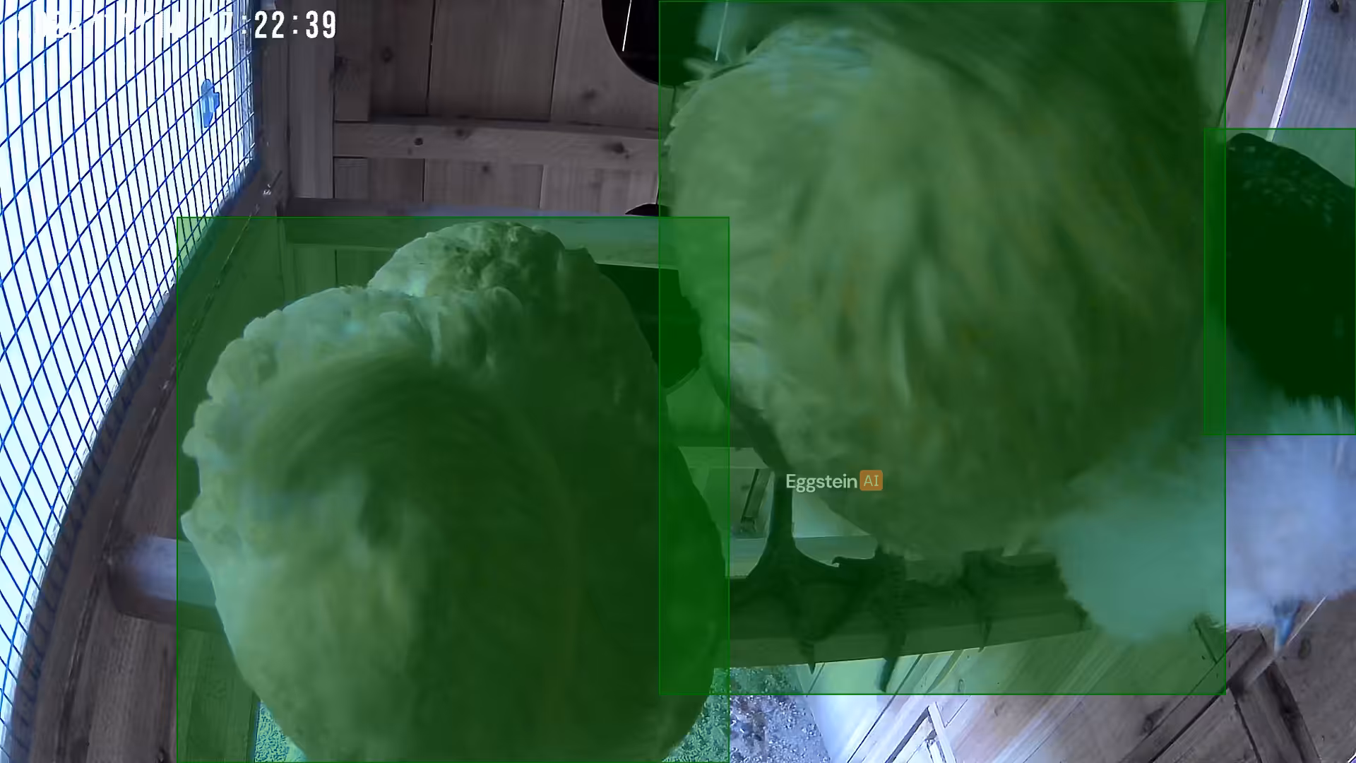 Room on on roost even for 4 chickens lol - Jax L. shared a Coop Moment