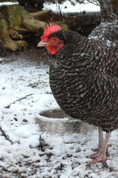 Marans