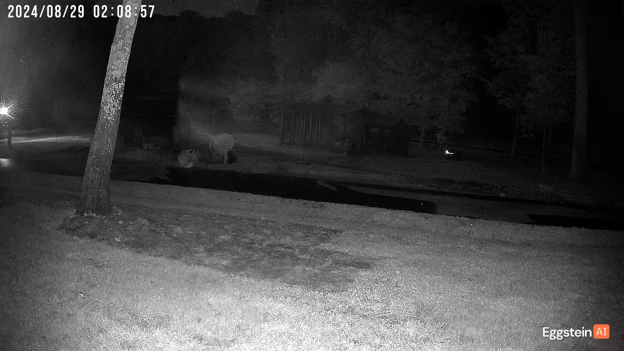 Coyotes in front of coop - Tracy B. shared a Coop Moment