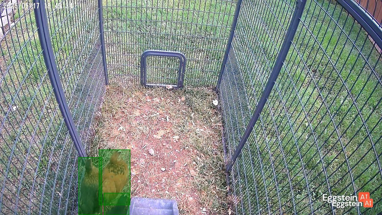 Bobcat - broad daylight - @theneverendinglori shared a Coop Moment