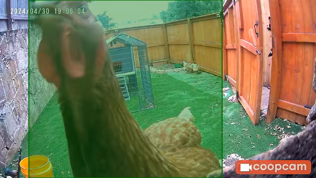 Untitled - @chicken-dude shared a Coop Moment